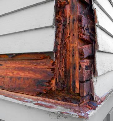 Pest & Termite Inspection