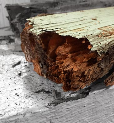 Building & Termite Inspection Melbourne
